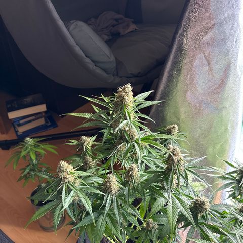 Pinapple Express growlog timeline photo