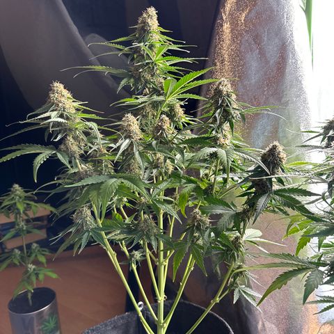 Pinapple Express growlog timeline photo