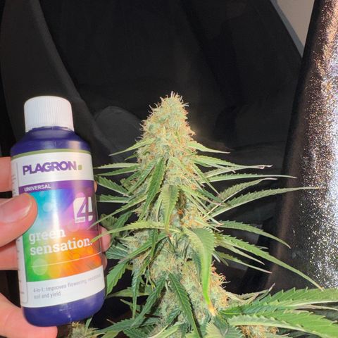 Pinapple Express growlog timeline photo