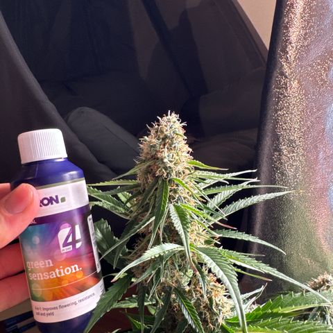 Pinapple Express growlog timeline photo