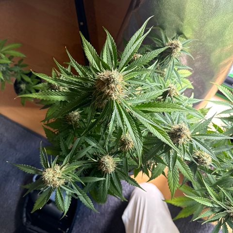 Pinapple Express growlog timeline photo