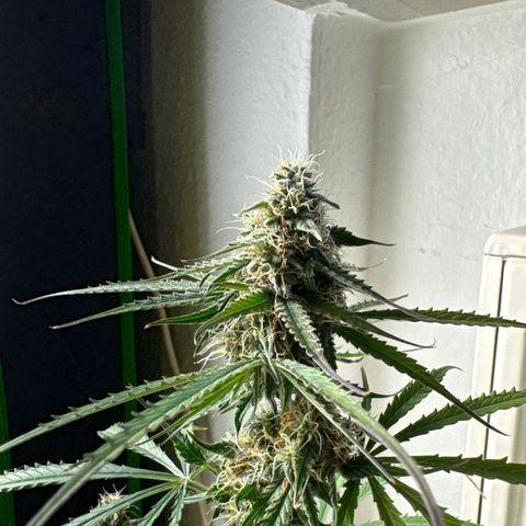 Pinapple Express growlog timeline photo