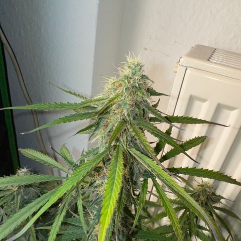 Pinapple Express growlog timeline photo