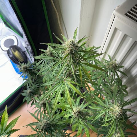 Pinapple Express growlog timeline photo