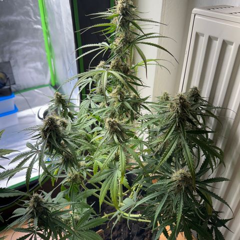Pinapple Express growlog timeline photo