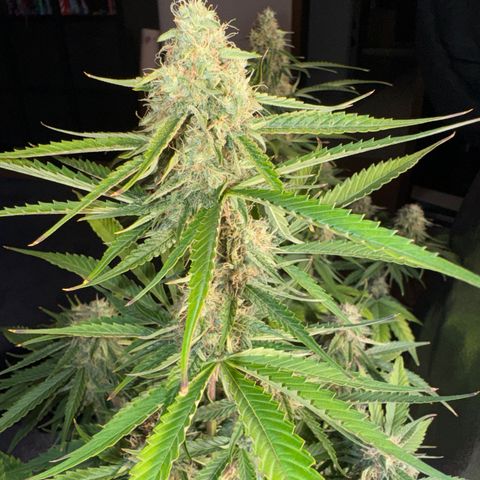 Pinapple Express growlog timeline photo