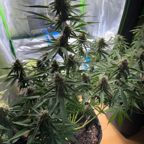 Pinapple Express growlog timeline photo