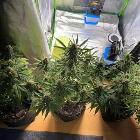 Pinapple Express growlog timeline photo