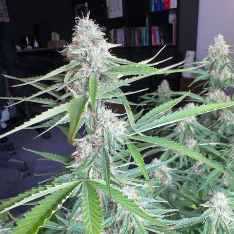 Pinapple Express growlog timeline photo