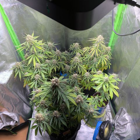 Pinapple Express growlog timeline photo