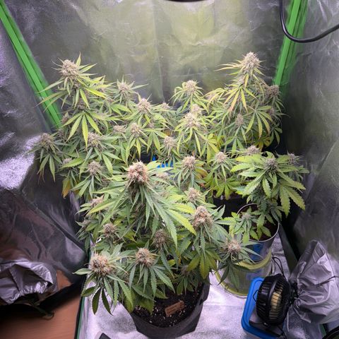 Pinapple Express growlog timeline photo