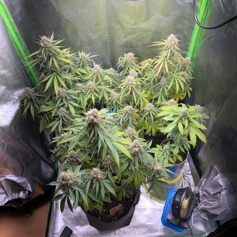 Pinapple Express growlog timeline photo