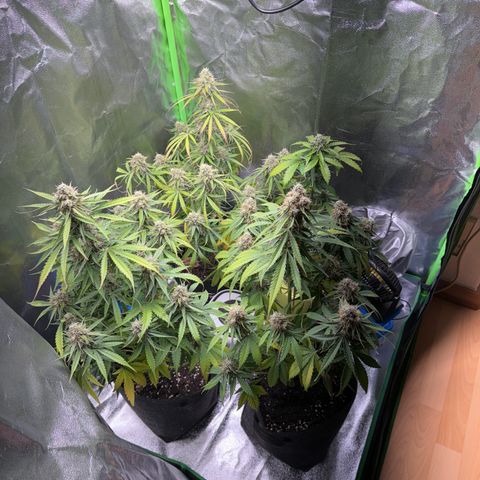 Pinapple Express growlog timeline photo