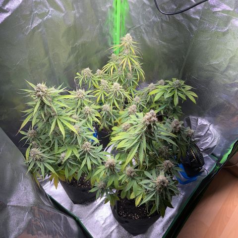 Pinapple Express growlog timeline photo