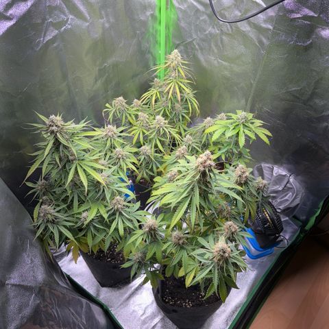Pinapple Express growlog timeline photo