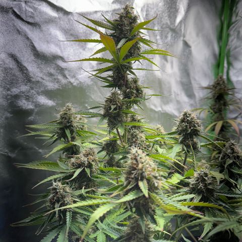 Pinapple Express growlog timeline photo