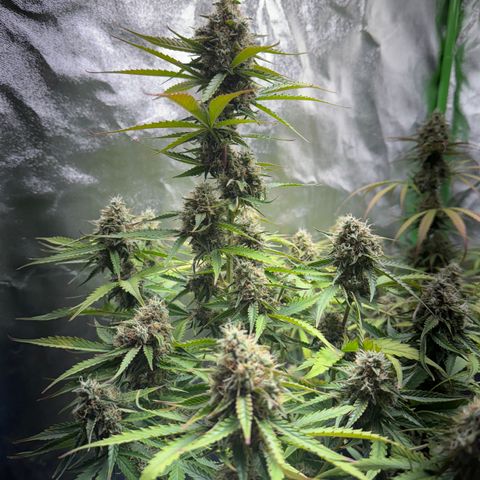 Pinapple Express growlog timeline photo