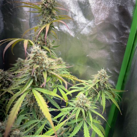 Pinapple Express growlog timeline photo