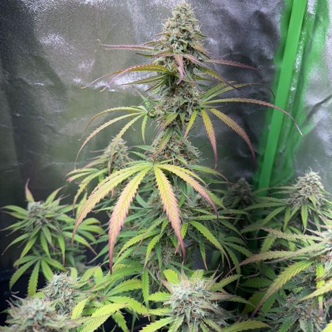 Pinapple Express growlog timeline photo