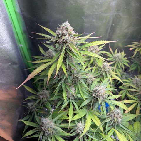 Pinapple Express growlog timeline photo