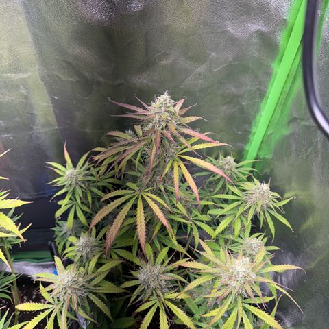 Pinapple Express growlog timeline photo