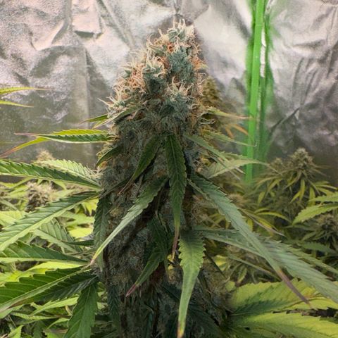Pinapple Express growlog timeline photo