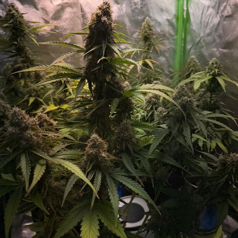 Pinapple Express growlog timeline photo
