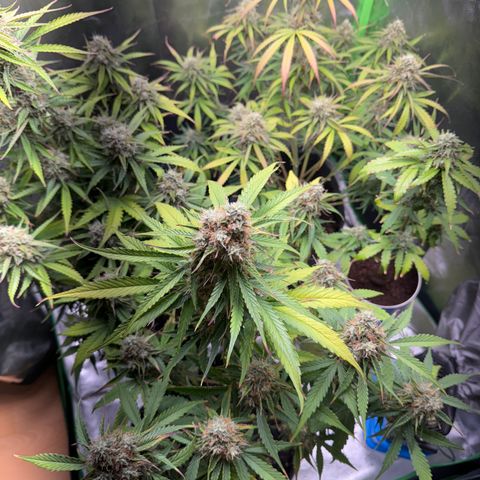 Pinapple Express growlog timeline photo