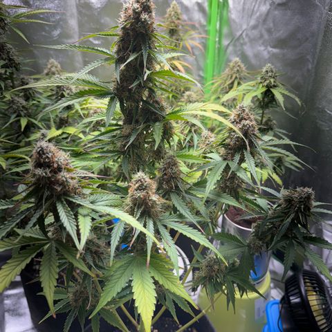 Pinapple Express growlog timeline photo