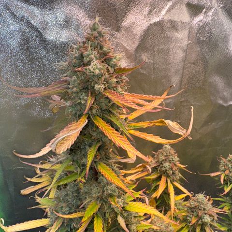 Pinapple Express growlog timeline photo