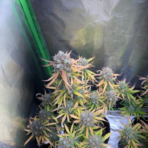 Pinapple Express growlog timeline photo