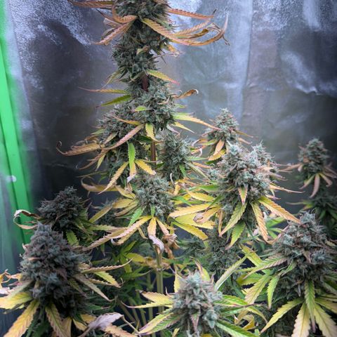 Pinapple Express growlog timeline photo
