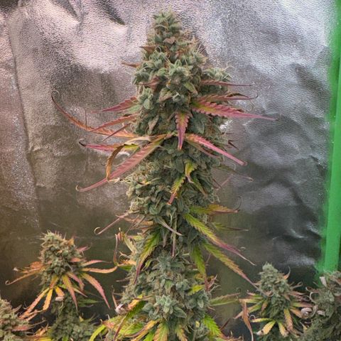 Pinapple Express growlog timeline photo