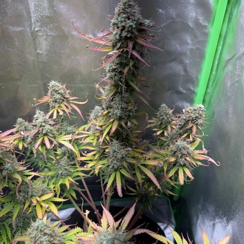 Pinapple Express growlog timeline photo