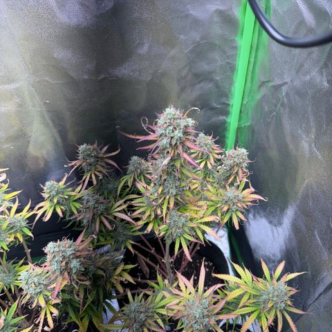 Pinapple Express growlog timeline photo