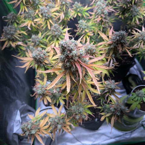 Pinapple Express growlog timeline photo