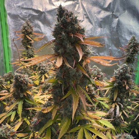 Pinapple Express growlog timeline photo