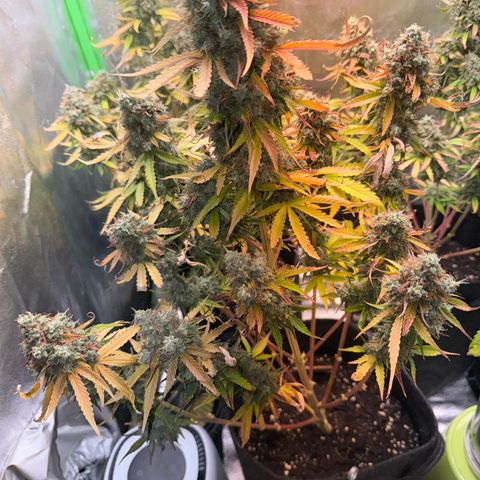 Pinapple Express growlog timeline photo