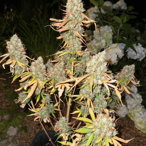 Pinapple Express growlog timeline photo