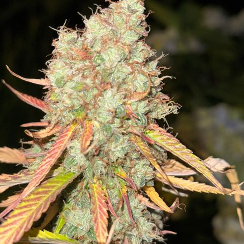 Pinapple Express growlog timeline photo