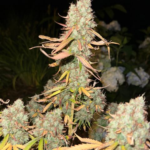 Pinapple Express growlog timeline photo