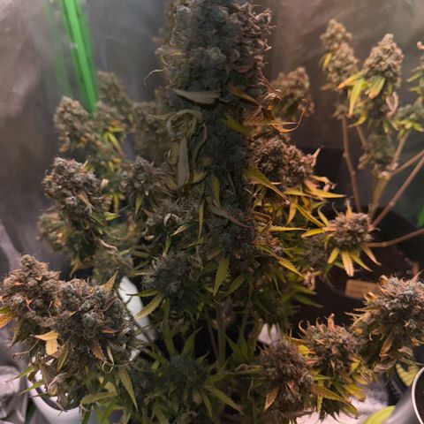 Pinapple Express growlog timeline photo