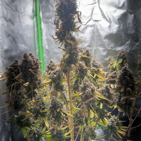Pinapple Express growlog timeline photo