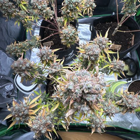 Pinapple Express growlog timeline photo
