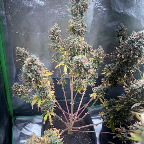 Pinapple Express growlog timeline photo