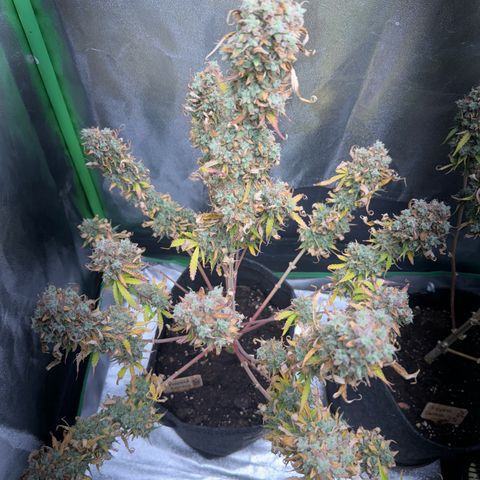 Pinapple Express growlog timeline photo