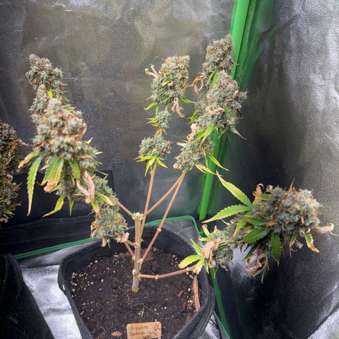 Pinapple Express growlog timeline photo