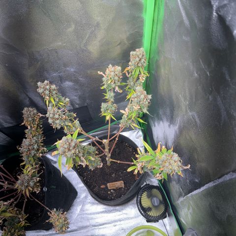 Pinapple Express growlog timeline photo