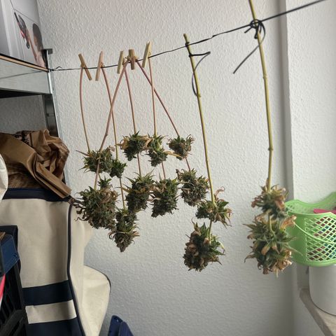 Pinapple Express growlog timeline photo