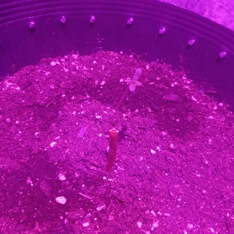 Afrodite  growlog timeline photo